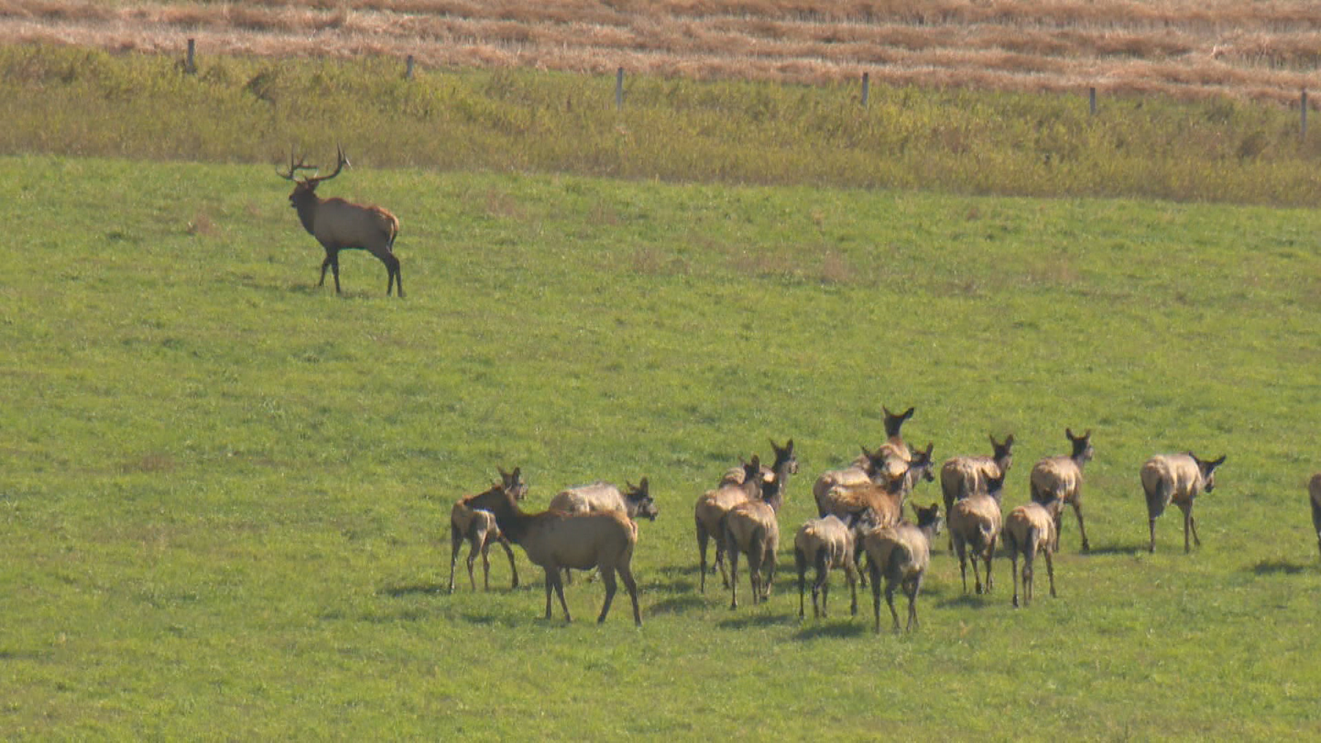 ELK RUTTING SEASON