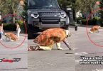 Outrage as the man dresses as tortoise and crawls slowly on road, causing traffic in viral video