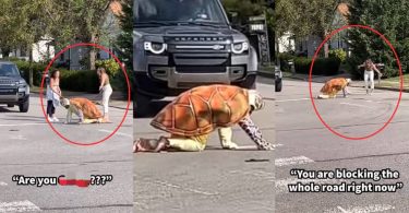 Outrage as the man dresses as tortoise and crawls slowly on road, causing traffic in viral video