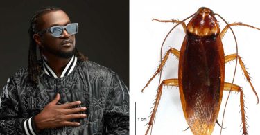 “Una Waste My Time” – Paul Okoye recounts how his teacher asked him to label cockroach