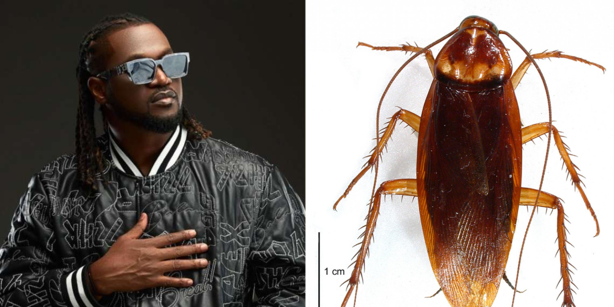 “Una Waste My Time” – Paul Okoye recounts how his teacher asked him to label cockroach
