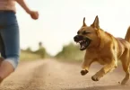 Nigerian woman narrates how a white man unleashed his dog on her mum while carrying a baby in the UK