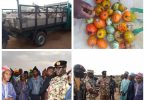 Troops intervene and prevent retaliatory attack in Plateau as 32 cows d!e after eating poisoned tomatoes and garden eggs