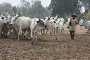 Herdsmen Kill Three In Benue, Youths Dump Corpses In Lawmaker’s House