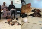 Grandmother shows up with 6 chickens to pay grandkids’ school fees after they’re sent home