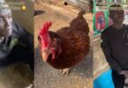 Security personnel hired to guard community arrested for stealing chickens and belongings